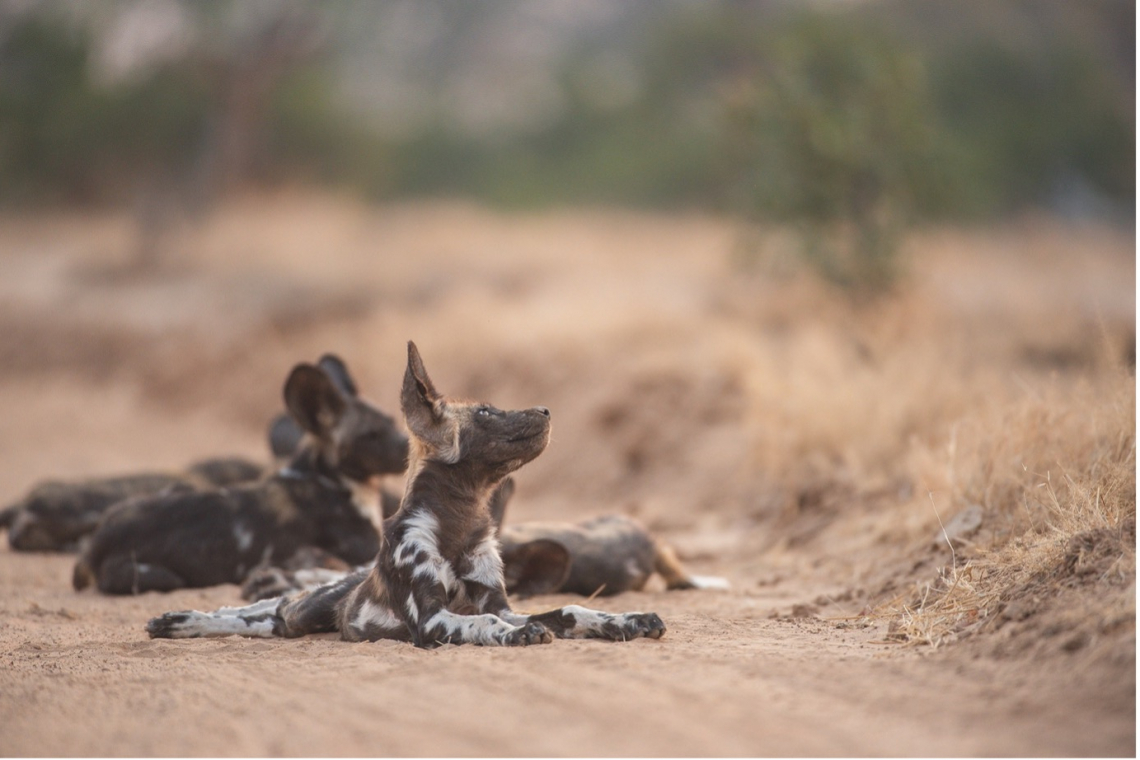 Africa’s Wild Dogs, A Survival Story