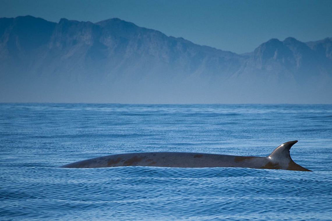 Bryde's Whale: Conservation and Research of this Vulnerable Mammal