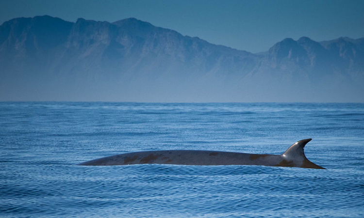 Bryde's Whale: Conservation and Research of this Vulnerable Mammal