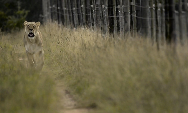 Fence for Conservation: South African Documentary Film