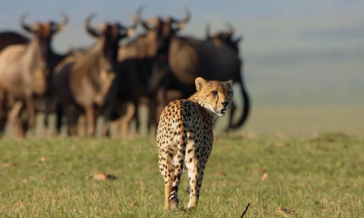 Cheetahs: Fastest Hunters in Africa.