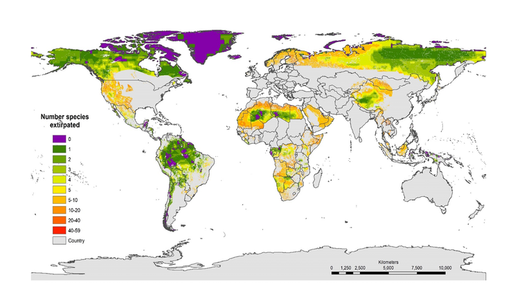 Reintroducing between one and five species to many wilderness areas could boost how ecologically intact they are Image