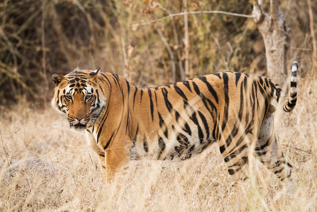 Wild tiger numbers trending upward, Magazine Articles