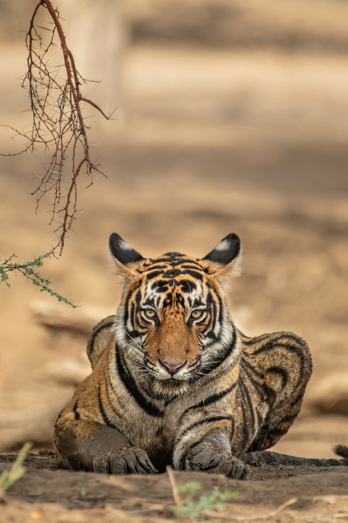 Interesting Facts about the Majestic Royal Bengal Tigers at the Tadoba Tiger  Reserve