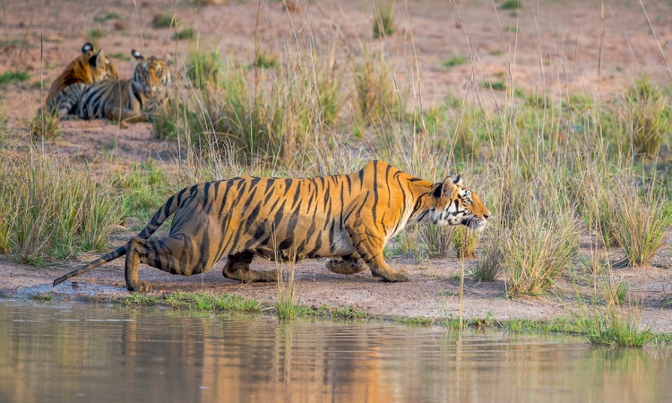 Discovering India's Iconic Wild Tiger Population &amp; Tiger Reserves