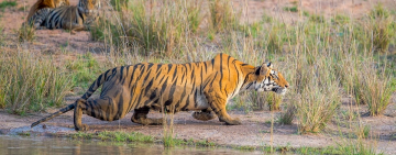 Discovering India's Iconic Wild Tiger Population & Tiger Reserves