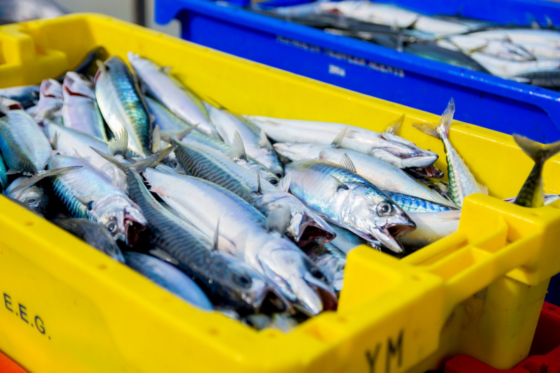 Overfishing, Conservation, Sustainability, and Farmed Fish