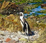 South Africa's Endangered Marine Wildlife and Marine Protected Areas