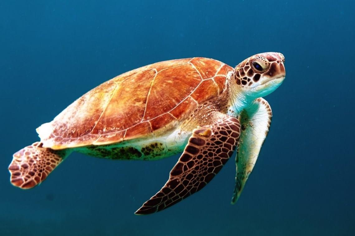 Supporting Endangered Sea Turtle Populations