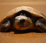 Supporting Endangered Sea Turtle Populations