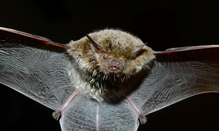 Biodiversity Mitigation Measures are Saving Bats from Wind Turbines