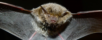 Biodiversity Mitigation Measures are Saving Bats from Wind Turbines