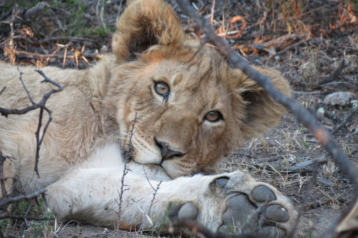 Big Cats of the Camdeboo 