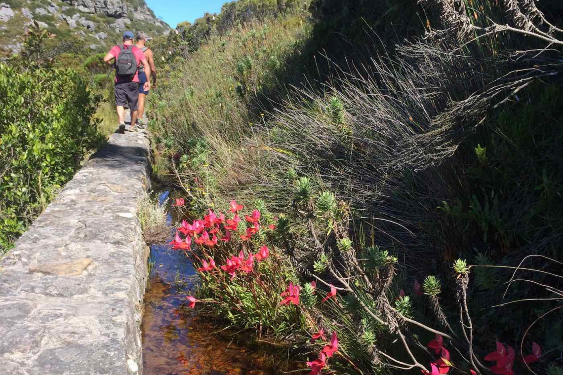 Hike Table Mountain and Say it with flowers on Valentines Day