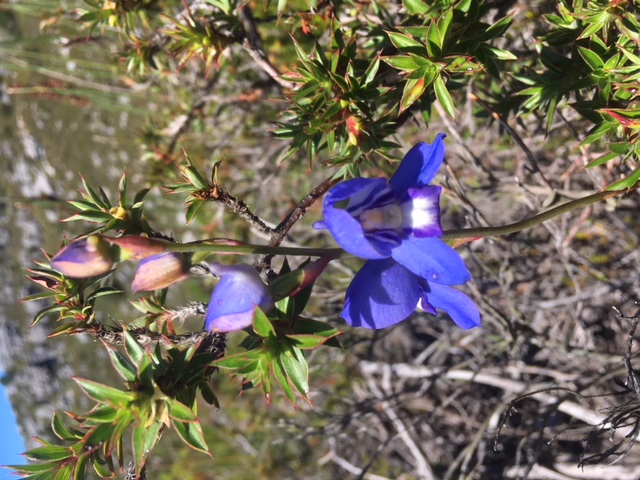 Blue Disa Image