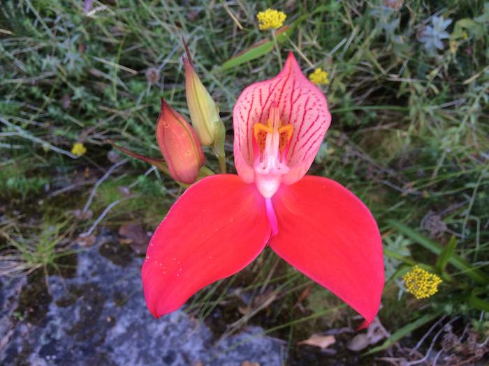 Red Disa Image