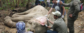 Saving the Critically Endangered Sumatran elephant