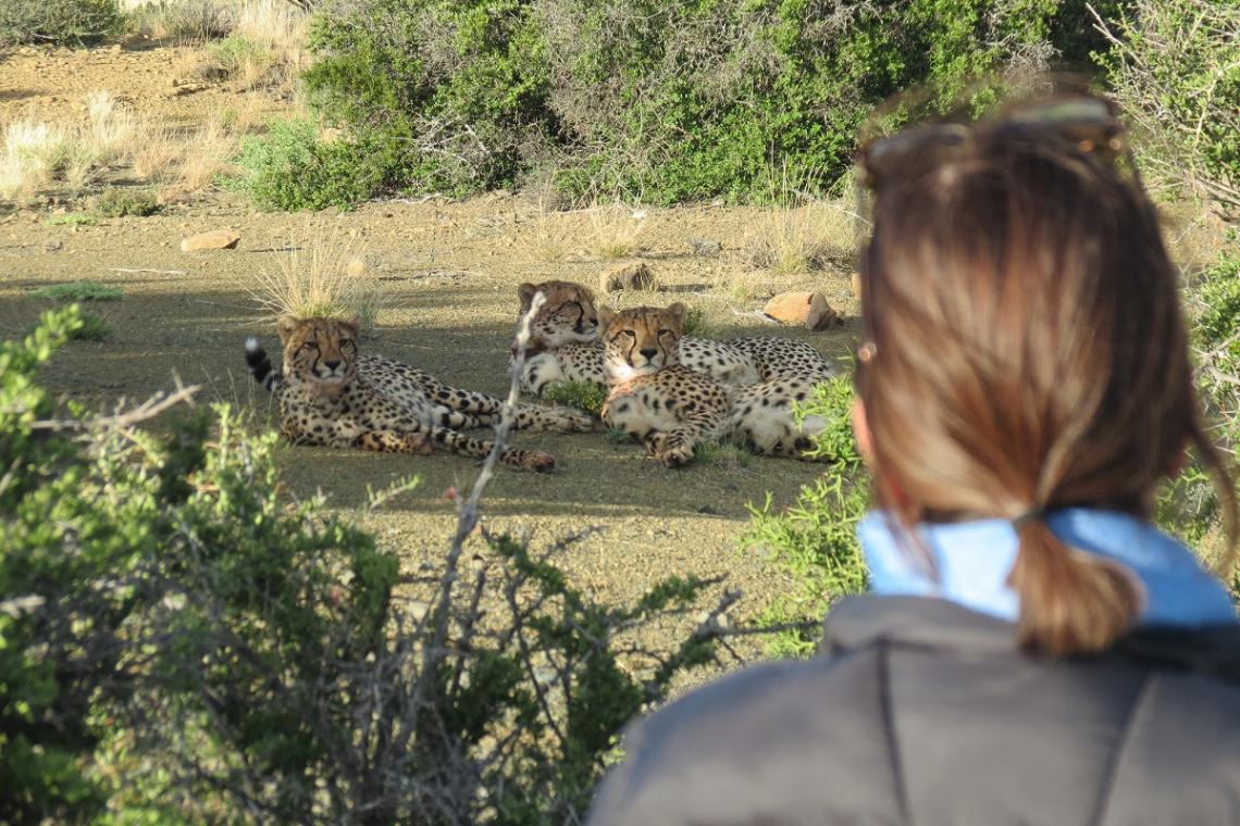 Roam: Karoo Reserve Strikes Gold with Deep-Dive Eco-Tourism