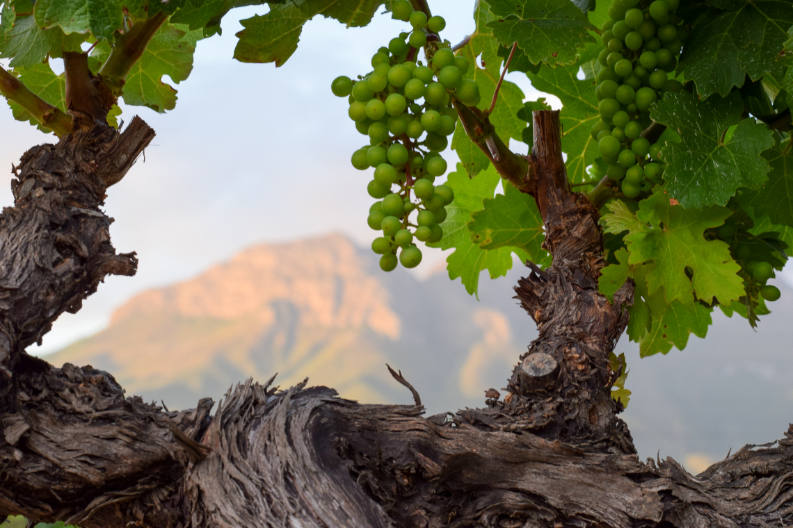 WWF Wine farm Conservation Champions: You Can Taste the Difference