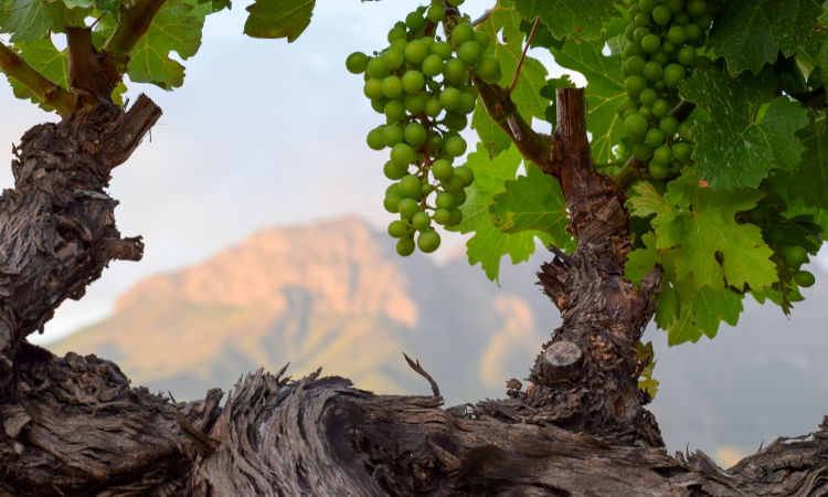 WWF Wine farm Conservation Champions: You Can Taste the Difference