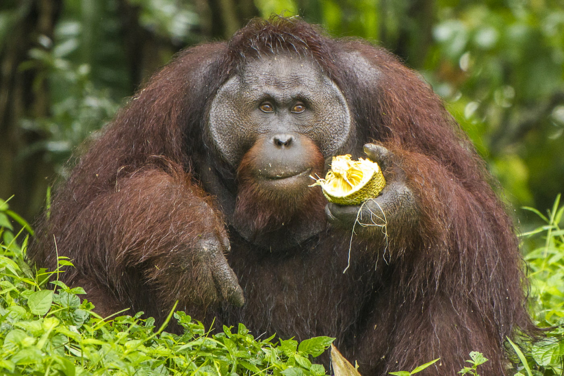 The Race to Save the Critically Endangered Orangutan