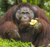 The Race to Save the Critically Endangered Orangutan