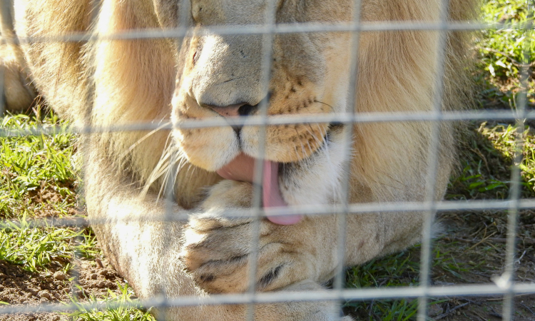 Captive lion trade - photo by Adriaan Buys