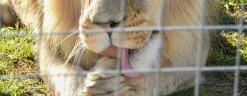 Claws out — catfight looms on lion breeder exit strategy