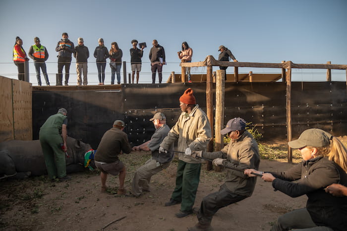 Loading the rhino in Manketti Image