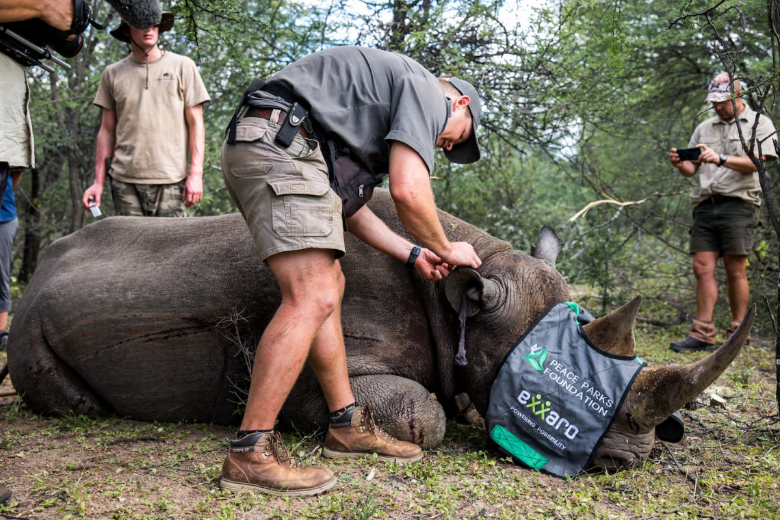 Rewilding Rhino: Conservation Heroes Successfully Translocate 27 Rhinos to Mozambique