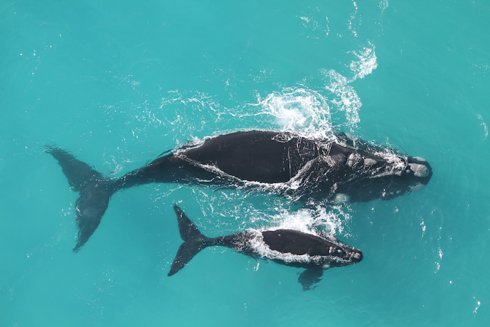 Southern right whale and calf Image