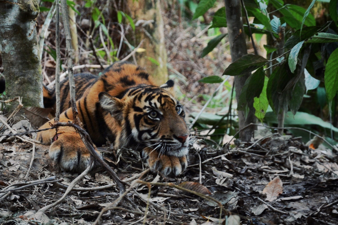 Sumatran Tiger in Wire Snare