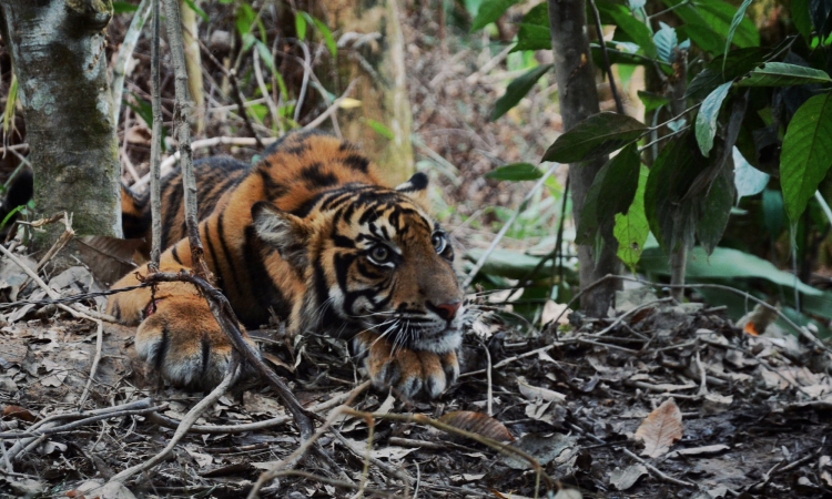 Sumatran Tiger in Wire Snare