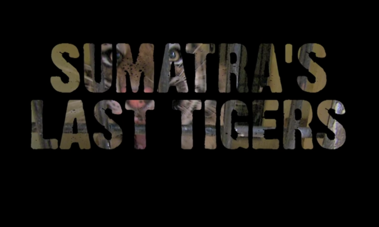 The Sumatran Tiger: The Last of Their Kind - Free Nature Documentary
