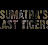The Sumatran Tiger: The Last of Their Kind - Free Nature Documentary