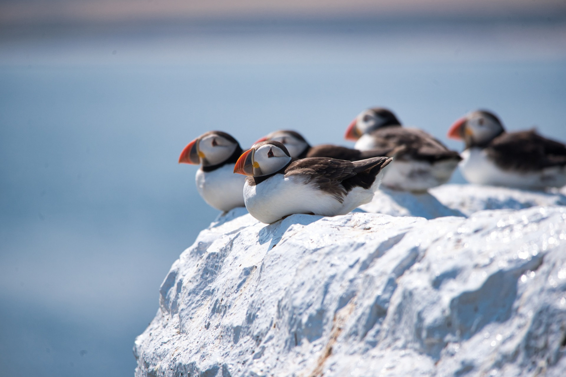 atlantic puffin facts