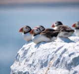 Cape Town Pelagics Boat Tour: any Bird Photographer and Birder's Dream Cruise