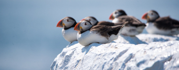 Atlantic Puffin: Facts About its Fascinating Life
