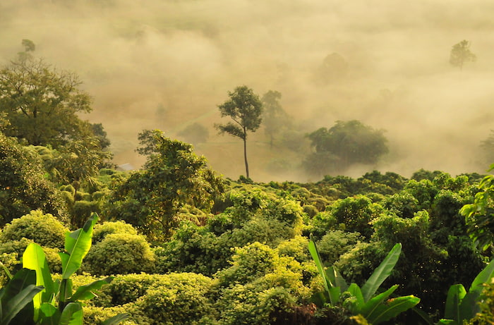 Thailand rainforest