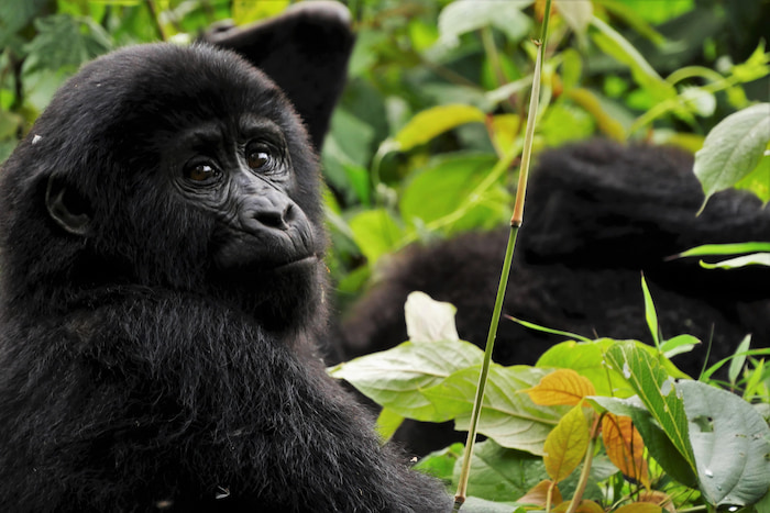 gorilla in Uganda rainforest