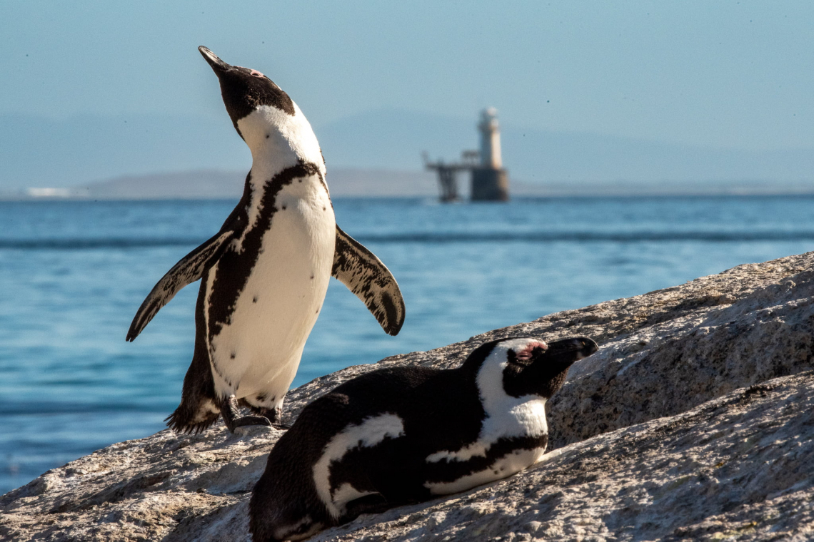 African Penguin: Facts, Conservation Status and the Heroes Fighting for Their Survival