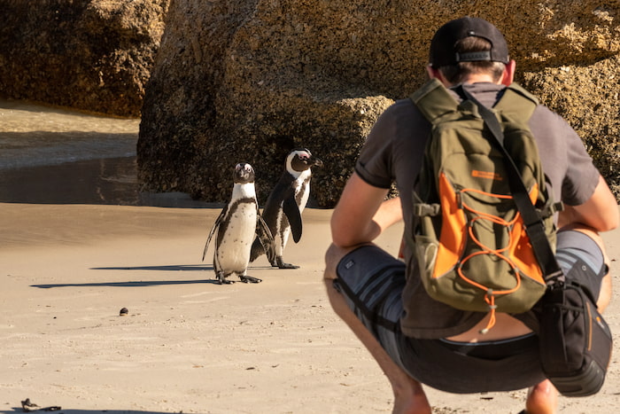 african penguin and tourist cape town