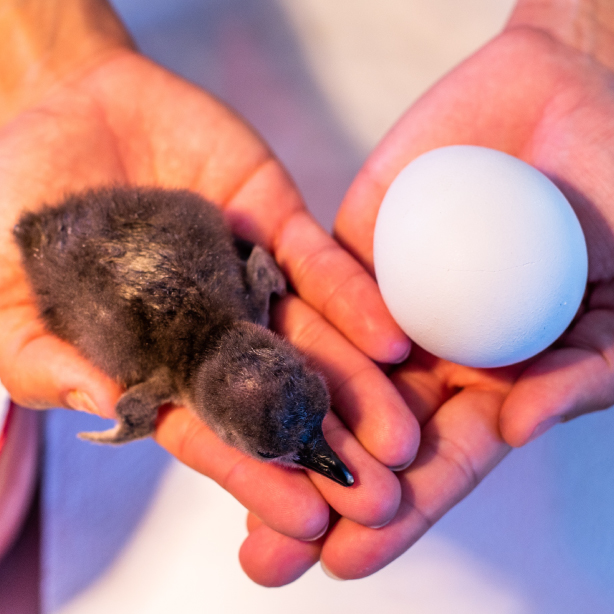 African penguin chick incubation at SANCCOB african penguin chick