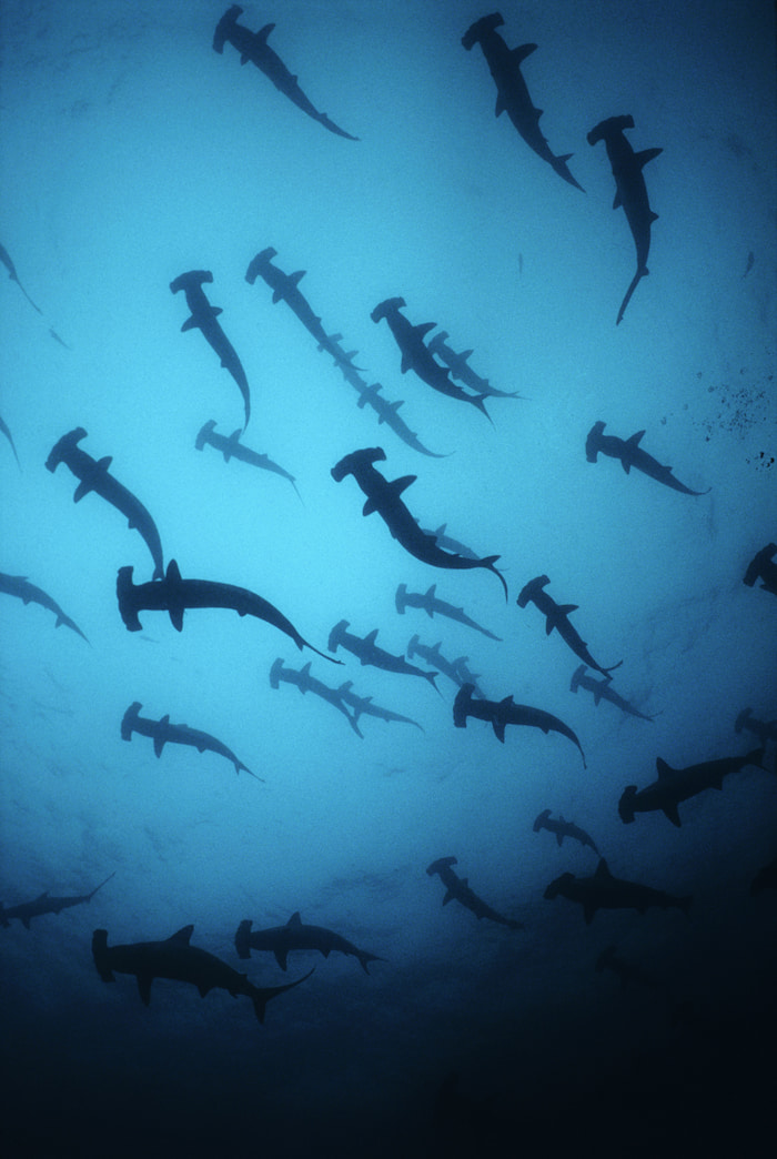 Scalloped Hammerhead Sharks - Jeff Rotman_WWF Image