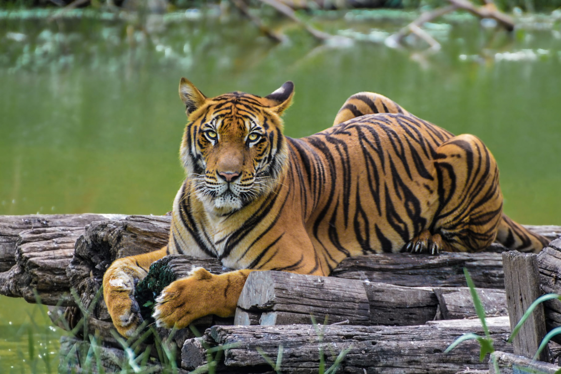 The Politics of Tiger Conservation