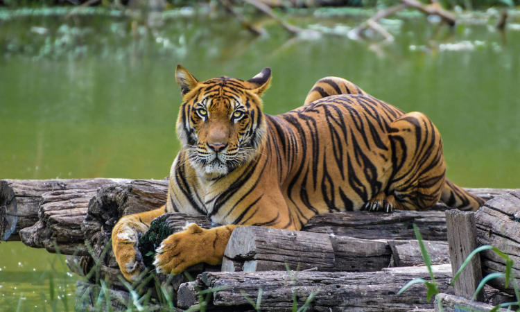 Wild tiger numbers trending upward, Magazine Articles