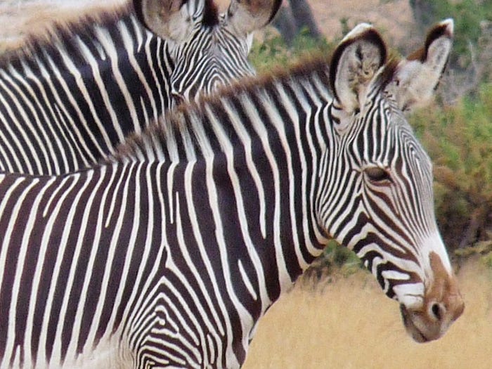 Unique Look of Grevy's Zebra nose