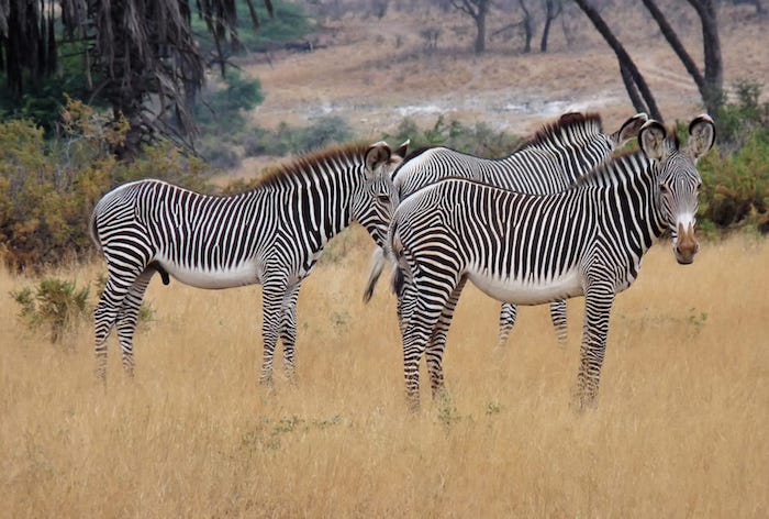 Grevy's Zebra behaviour and social structure