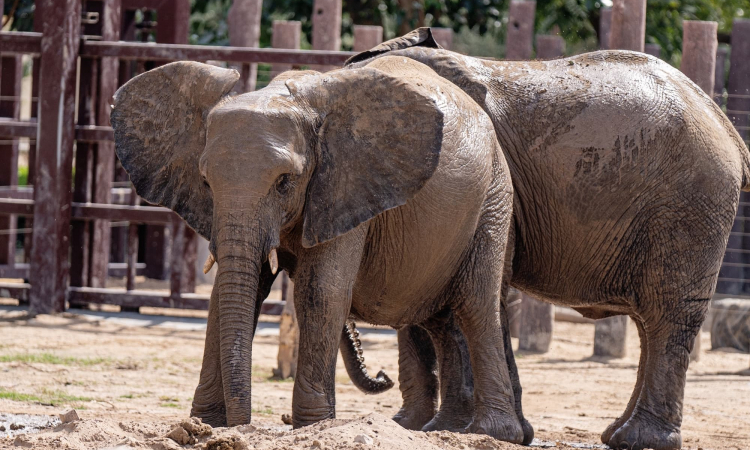 Elephants in Zoo's 