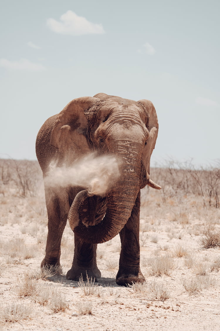 Namibia desert elephant